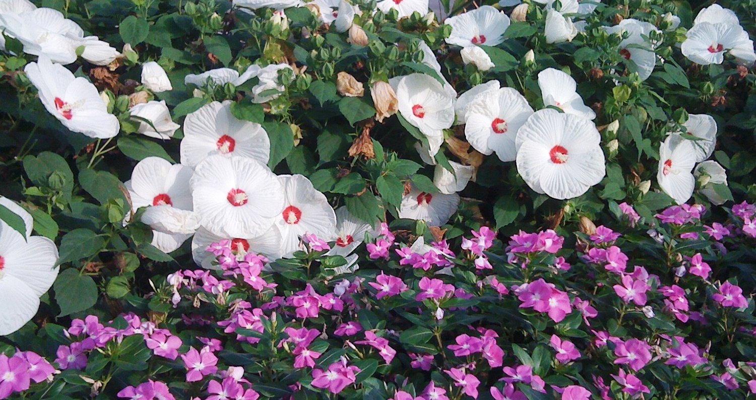 luna hibiscus2jpg